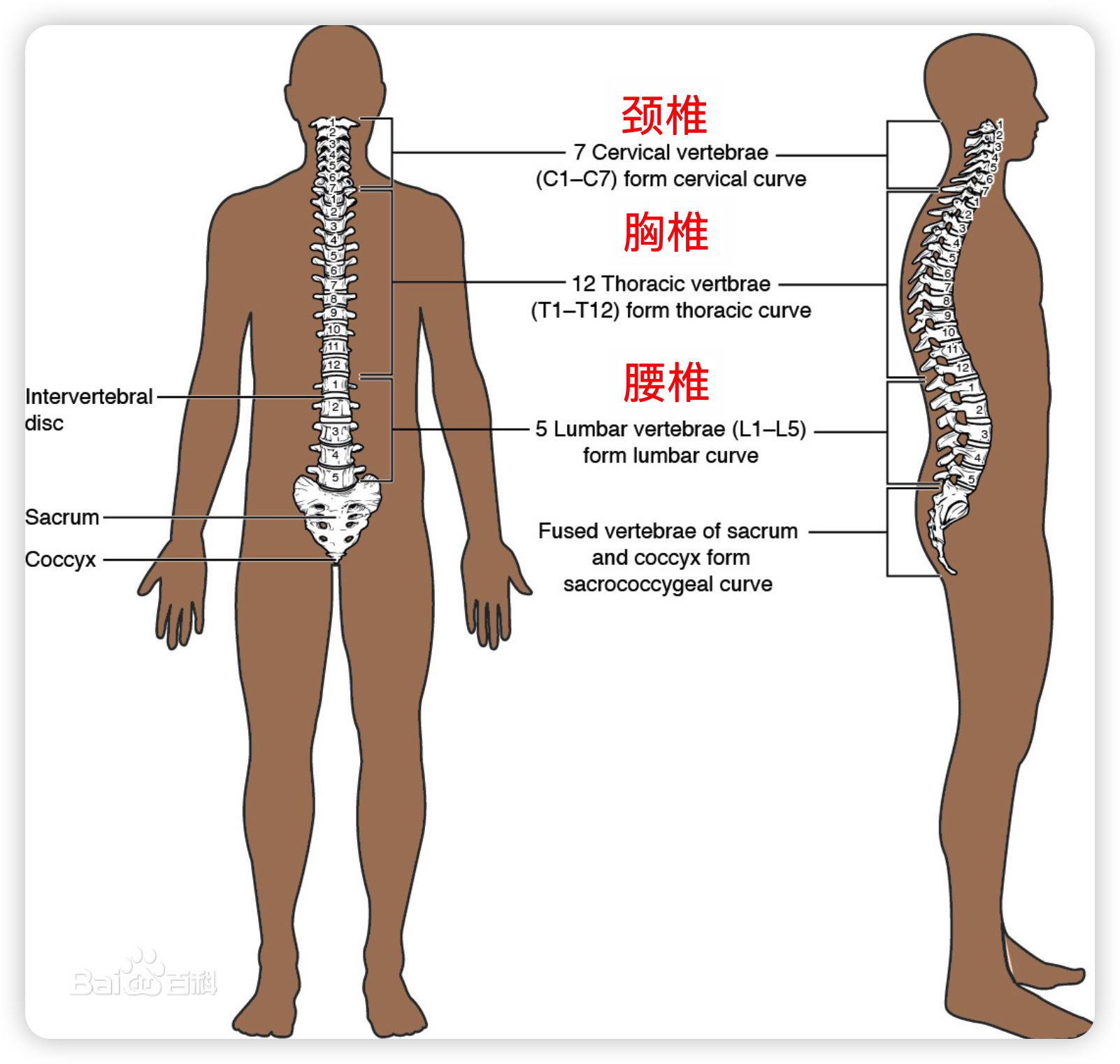 脊椎图